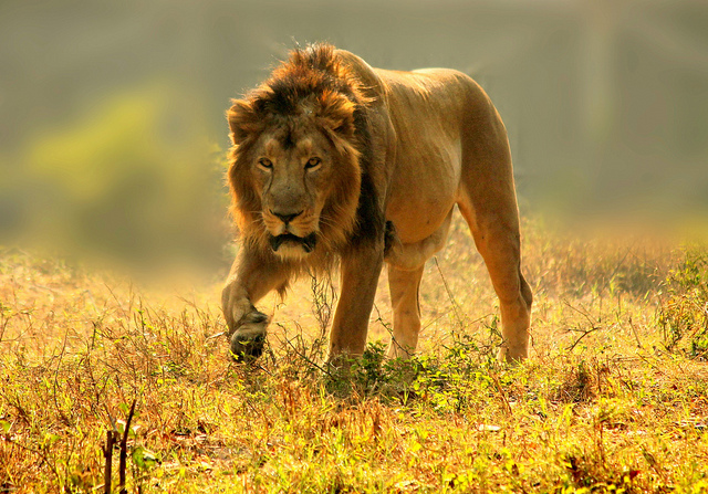 夢占いでライオンの意味/解釈は！？能力・精力・体力の高まりを表します。